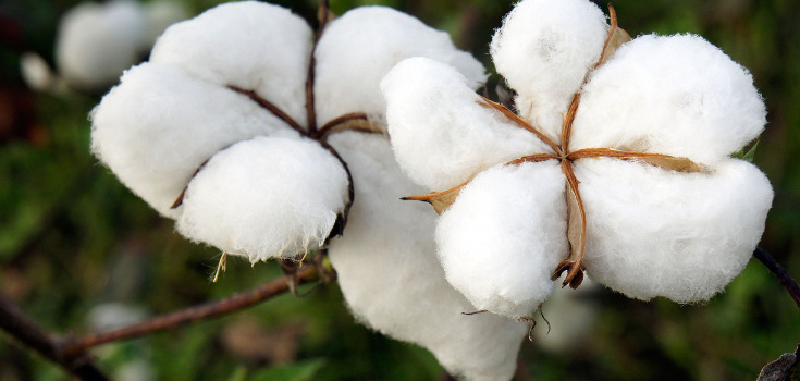 Köpläge i “cotton” efter ned-korrektion - Daytrading.se