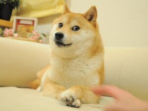 Köpa Dogecoin? Så gör du [Guide 2025]